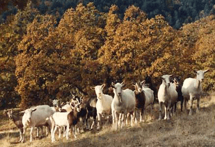 Colestin Caprines - herd members