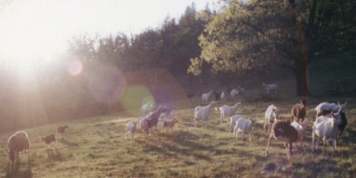 Members of Colestin Caprines' herd enjoy a romp in springtime